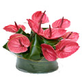 Flowers to Delhi : Send Flowers to Delhi