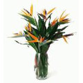 Flowers to Delhi : Send Flowers to Delhi