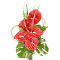 Anthurium Flowers to Delhi : Send Flowers to Delhi
