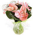 Anthurium Flowers to Delhi : Send Flowers to Delhi