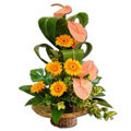Anthurium Flowers to Delhi : Send Flowers to Delhi