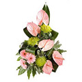 Anthurium Flowers to Delhi : Send Flowers to Delhi