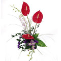 Anthurium Flowers to Delhi : Send Flowers to Delhi