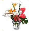 Anthurium Flowers to Delhi : Send Flowers to Delhi