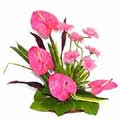 Anthurium Flowers to Delhi : Send Flowers to Delhi