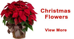 Christmas Flowers to Palwal