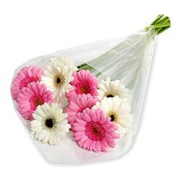Flowers Delivery - Pink White Gerbera to Delhi
