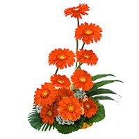 Send Rakhi with Flowers. Orange Gerbera Basket of 12 Flowers to Delhi