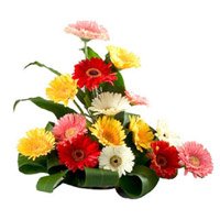 Deliver Flowers to Delhi. Online Mixed Gerbera Basket 15 Flowers and Rakhi to Delhi