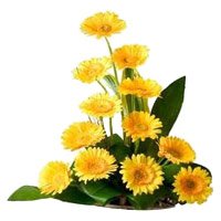 Place Order for Yellow Gerbera Basket of 12 Flowers Delivery in Delhi