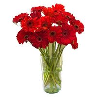 Deliver Rakhi and Red Gerbera in Vase 12 Flowers to Delhi