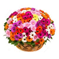 Flower Delivery in Delhi - Mix Gerbera Flowers Basket