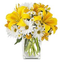 Fresh Flower Delivery in Delhi Including 3 Yellow Lily 9 White Gerbera in Vase on Rakhi
