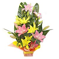 Online Delivery of Flower and Rakhi to Delhi. Pink Yellow Lily Basket 6 Flower Stems