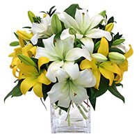 Send Rakhi to Delhi with White Yellow Lily Vase 8 Flower Stems