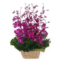 Online Rakhi Delivery of 10 Purple Orchids Basket Flowers to Delhi