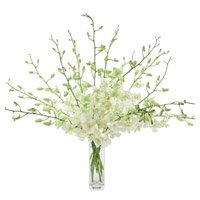 Rakhi to Delhi with White Orchid Vase 10 Flowers Stem