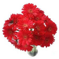 Flowers to Delhi : Valentines Day Flowers to Delhi : Send Flowers to Delhi