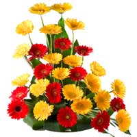 Gerbera Flowers to Delhi : Flowers to Delhi : Send Flowers to Delhi