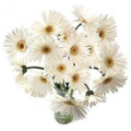 Flowers to Delhi : Valentine Flowers to Delhi : Send Flowers to Delhi