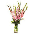 Valentines Day Flowers to Delhi : Flowers to Delhi