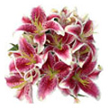 Pink Lily Flowers to Delhi : Flowers to Delhi