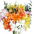 Mixed Lily Flowers to Delhi : Flowers to Delhi
