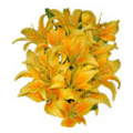Yellow Lily Flowers to Delhi : Flowers to Delhi