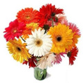 Flowers to Delhi NCR