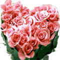 Peach Roses to Delhi : Send Flowers to Delhi