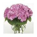 Flowers to Delhi : Valentines Day Flowers to Delhi