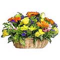Send Basket of Mixed Flowers to Delhi