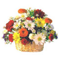 Send Basket of Mixed Flowers to Delhi