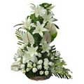 Anthurium Flowers to Delhi : Send Flowers to Delhi