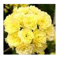 Flowers to Delhi : Valentines Day Flowers to Delhi