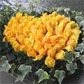 Yellow Flowers to Delhi: Yellow Roses in Basket : Flowers to Delhi