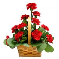 Send Rakhi and Red Carnation Basket of 12 Flowers to Delhi