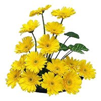 Deliver 15 Yellow Gerbera in Basket Flowers to Delhi Same Day on Rakhi