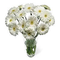 Online Father's Day Flower Delivery in Delhi - White Gerbera