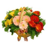 Mixed Gerbera Basket 24 Flowers