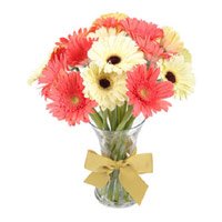 Send Mix Gerbera in Vase 15 Flowers to Delhi on Rakhi
