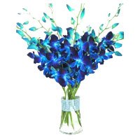 Delivery Rakhi Flowers to Delhi. Blue Orchid in Vase with 12 Stem Flowers in Delhi