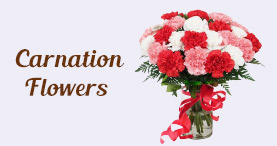 Send Carnations Flowers